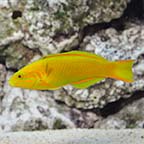 Banana Wrasse